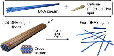 Graphical abstract: Assembly and optically triggered disassembly of lipid–DNA origami fibers