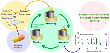 Graphical abstract: Rapid and directly interpretable antimicrobial susceptibility profiling by continuous microvolume-electroanalysis of ferricyanide-mediated bacterial respiration