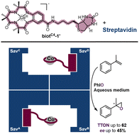 Graphical abstract: A Co(TAML)-based artificial metalloenzyme for asymmetric radical-type oxygen atom transfer catalysis