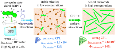 Graphical abstract: Dynamically stable co-assembled supramolecular BOPPY systems with chiral amplification