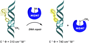 Graphical abstract: Fluorescent molecular rotors detect O6-methylguanine dynamics and repair in duplex DNA