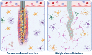 Graphical abstract: Biohybrid neural interfaces: improving the biological integration of neural implants