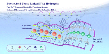 Graphical abstract: Phytic acid cross-linked and Hofmeister effect strengthened polyvinyl alcohol hydrogels for zinc ion storage