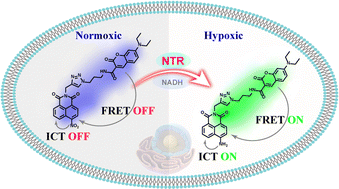 Graphical abstract: A highly selective ratio-metric fluorescent sensor for visualizing nitroreductase in hypoxic cells