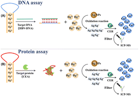 Graphical abstract: Cascade signal amplification using Hg2+-induced oxidation of silver nanoparticles and cation exchange reaction for ICP-MS bioassay