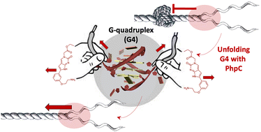 Graphical abstract: PhpC modulates G-quadruplex-RNA landscapes in human cells