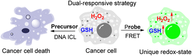 Graphical abstract: Dual-responsive probe and DNA interstrand crosslink precursor target the unique redox status of cancer cells