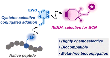 Graphical abstract: Site-selective peptide functionalisation mediated via vinyl-triazine linchpins