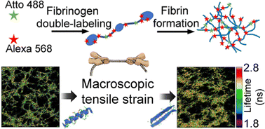 Graphical abstract: Visualizing molecular deformation in fibrin networks under tensile loading via FLIM–FRET