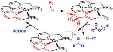 Graphical abstract: Ester hydrogenolysis via β-C–O bond cleavage catalysed by a phenanthroline-based PNNP-cobalt(i) complex