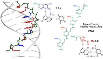 Graphical abstract: Triplex-forming peptide nucleic acids as emerging ligands to modulate structure and function of complex RNAs