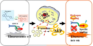 Graphical abstract: A non-peptide-based fluorescent probe capable of sensitively visualizing asparagine endopeptidase