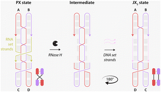 Graphical abstract: A DNA rotary nanodevice operated by enzyme-initiated strand resetting