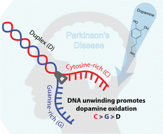 Graphical abstract: Dopamine oxidation promoted by human telomeric DNA models in the presence of a Cu(ii) terpyridine chelate