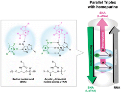 Graphical abstract: Unexpectedly stable homopurine parallel triplex of SNA:RNA*SNA and l-aTNA:RNA*l-aTNA