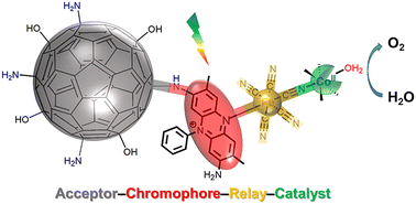 Graphical abstract: Rational design of an acceptor–chromophore–relay–catalyst tetrad assembly for water oxidation