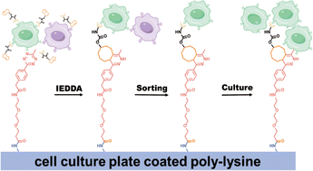 Graphical abstract: A bioorthogonal cell sorting strategy for isolation of desired cell phenotypes