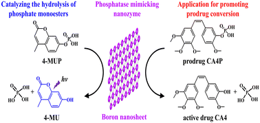 Graphical abstract: Boron nanosheets as a phosphatase mimicking nanozyme with ultrahigh catalytic activity for prodrug-based cancer therapy