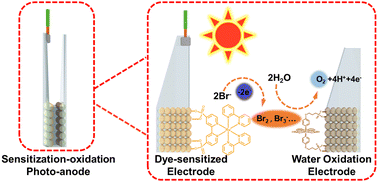 Graphical abstract: A dye sensitized photosynthesis cell for stable water oxidation mediated by photo-generated bromine