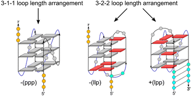 Graphical abstract: Impact of loop length and duplex extensions on the design of hybrid-type G-quadruplexes