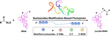 Graphical abstract: Nucleoside modification-based flexizymes with versatile activity for tRNA aminoacylation