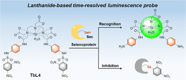 Graphical abstract: A terbium(iii) complex-based time-resolved luminescent probe for selenocysteine as an inhibitor of selenoproteins