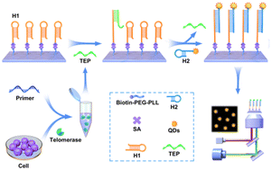 Graphical abstract: Single-molecule detection assisted by the target-triggered signal amplification strategy for ultrasensitive quantitative analysis of intracellular telomerase activity