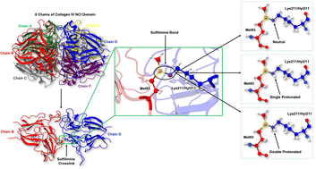 Graphical abstract: Sulfilimine bond formation in collagen IV