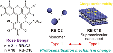 Graphical abstract: Supramolecular nanosheet formation-induced photosensitisation mechanism change of Rose Bengal dye in aqueous media