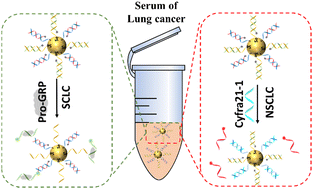 Graphical abstract: Dual-targets fluorescent nanoprobe for precise subtyping of lung cancer