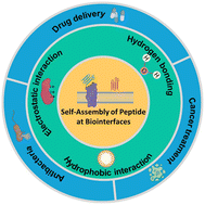 Graphical abstract: Self-assembly of peptide nanomaterials at biointerfaces: molecular design and biomedical applications