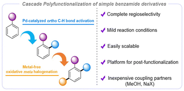 Graphical abstract: Sequential ortho-/meta-C–H functionalizations of N-tosyl-benzamides for the synthesis of polyfunctionalized arenes