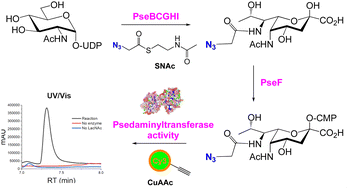 Graphical abstract: Co-factor prosthesis facilitates biosynthesis of azido-pseudaminic acid probes for use as glycosyltransferase reporters