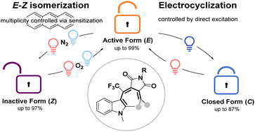 Graphical abstract: Multiplicity-driven photochromism controls three-state fulgimide photoswitches