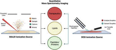 Graphical abstract: Quantitative mass spectrometry imaging: therapeutics & biomolecules