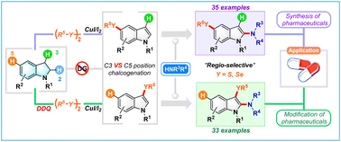 Graphical abstract: Iodine-dependent oxidative regioselective aminochalcogenation of indolines