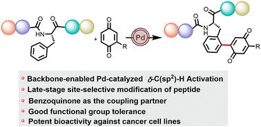 Graphical abstract: Backbone-enabled modification of peptides with benzoquinone via palladium-catalyzed δ-C(sp2)–H functionalization