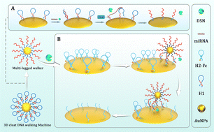 Graphical abstract: Twice-walk strategy based on three-dimensional DNA walking machine driven by duplex-specific nuclease