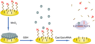 Graphical abstract: Electrochemical detection of glutathione based on accelerated CRISPR/Cas12a trans-cleavage with MnO2 nanosheets