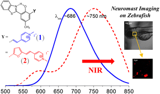 Graphical abstract: An NIR-emitting cyanine dye with pyridinium groups: the impact of regio-bond connection on the photophysical properties