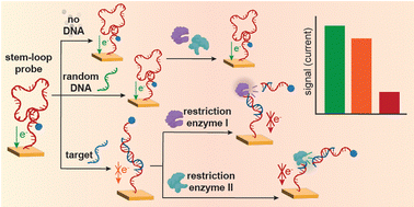 Graphical abstract: Improving electrochemical hybridization assays with restriction enzymes