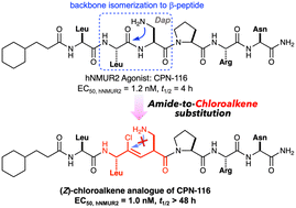 Graphical abstract: Amide-to-chloroalkene substitution for overcoming intramolecular acyl transfer challenges in hexapeptidic neuromedin U receptor 2 agonists