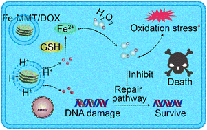 Graphical abstract: A Fe(iii) intercalated clay nanoplatform for combined chemo/chemodynamic therapy