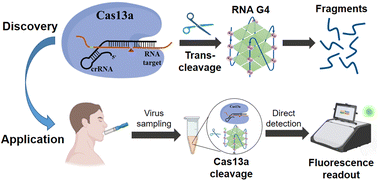 Graphical abstract: Leveraging Cas13a's trans-cleavage on RNA G-quadruplexes for amplification-free RNA detection