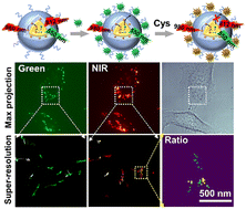 Graphical abstract: A ratiometric upconversion nanoprobe enables super-resolution imaging sensing of biothiols in living cells