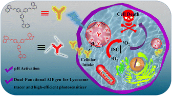 Graphical abstract: A novel pH-activated AIEgen probe for dynamic lysosome tracking and high-efficiency photodynamic therapy