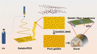 Graphical abstract: Artificial spinal dura mater made of gelatin microfibers and bioadhesive for preventing cerebrospinal fluid leakage