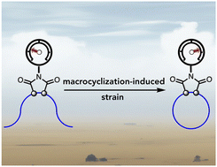 Graphical abstract: Quantifying macrocyclization-induced strain utilizing N-phenylimides as conformational reporters