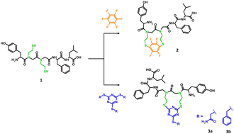 Graphical abstract: Stapling of leu-enkephalin analogs with bifunctional reagents for prolonged analgesic activity