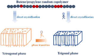 Graphical abstract: Crystallization and phase transition of butene/propylene copolymers
